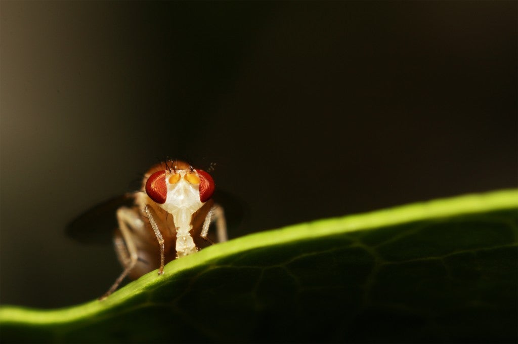 Drosophila in nature